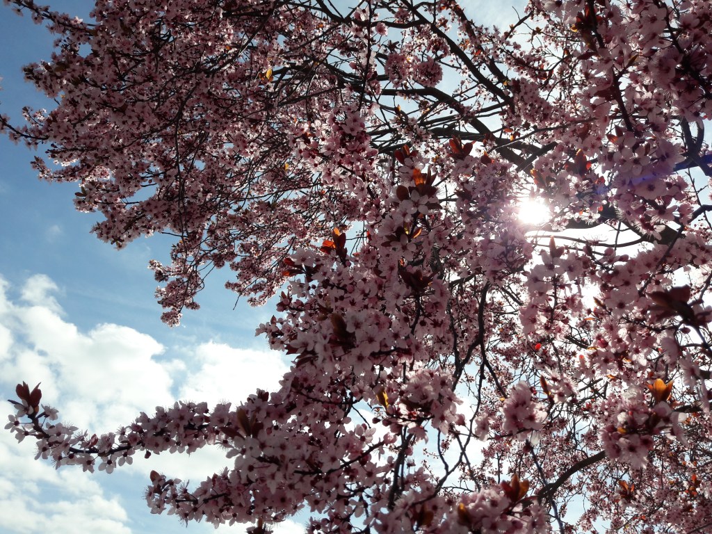 Amendoeiras em flôr!