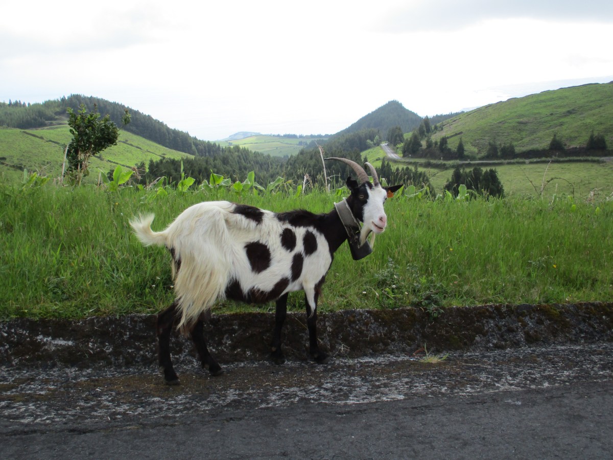 Top 10 São Miguel Açores
